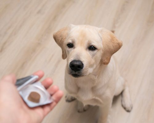 a dog looking at a person's hand