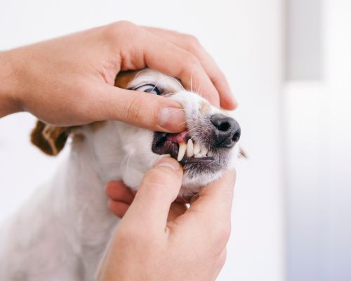 a vet examining a dog's teeth