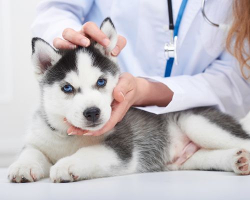 a vet petting a dog