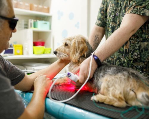 a dog getting laser therapy