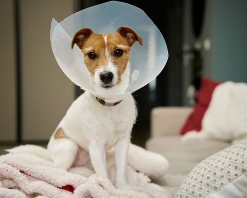 a dog wearing a plastic cone, sitting on a blanket